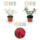 Rosier couvre-sol Red Fairy - H 20-25 cm, pot Ø12 cm