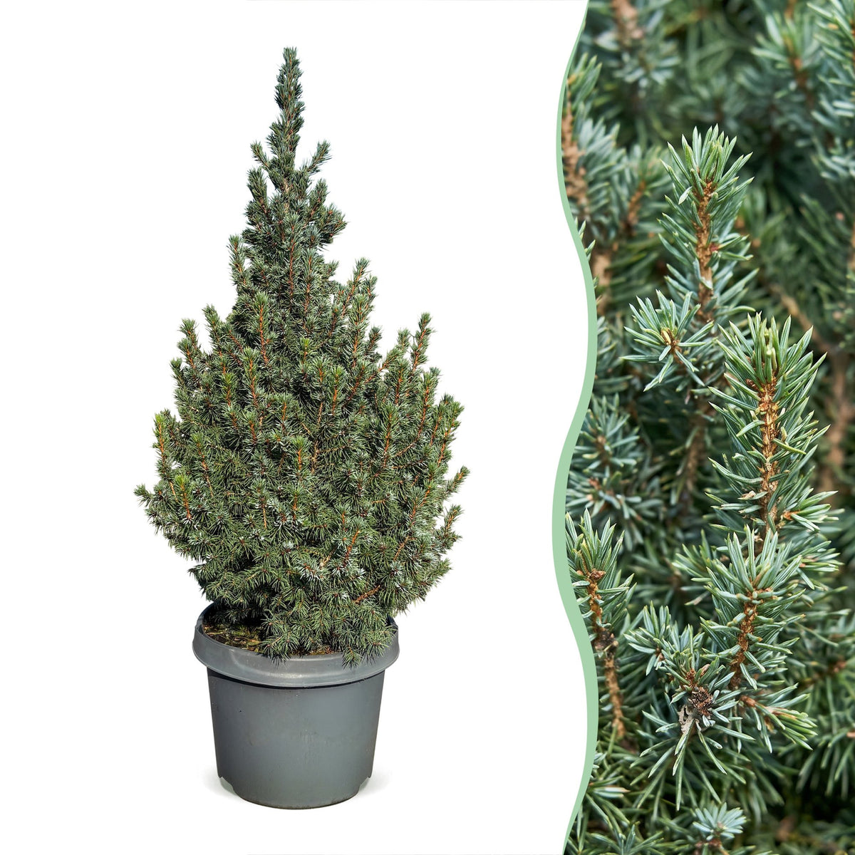 Épicéa bleu nain Sander's Blue - Picea glauca - H 60 cm, pot Ø23 cm