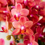 Orchidée Phalaenopsis rouge Blossom Congo - cache-pot Noma rouge et boîte cadeau