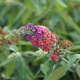 Arbre aux papillons Flower Power - Buddleja davidii - H 30 cm, pot Ø17 cm