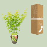 Érable du Japon Going Green - Acer palmatum - H 30 cm, pot Ø15 cm