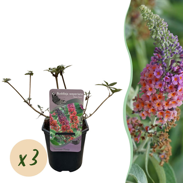 Arbre aux papillons Flower Power - Buddleja davidii - 3 plants