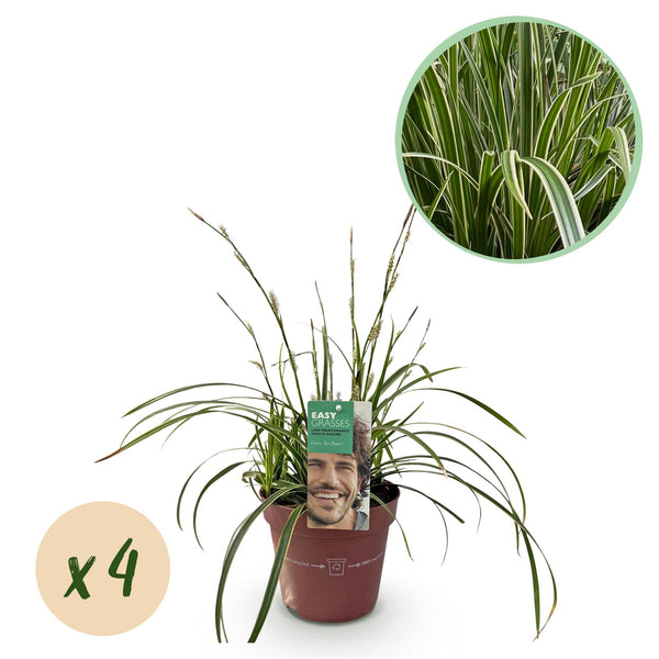 Carex Ice Dance - 4 plants