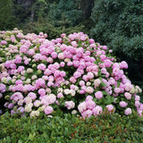 Hortensia rose - Hydrangea macrophylla - H 20-30 cm, pot Ø12 cm - photo 6