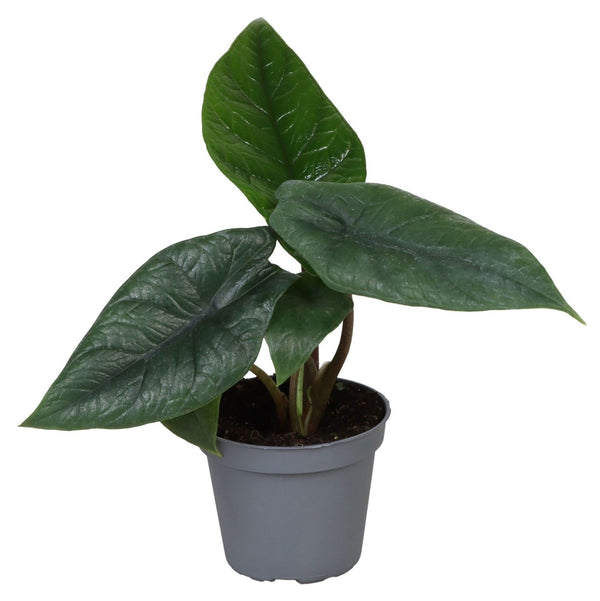 Mini Alocasia scalprum - Oreille d'éléphant - H 15 cm, pot Ø6 cm