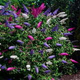 Arbre aux papillons Tricolour - Buddleja davidii - H 30 cm, pot Ø17 cm