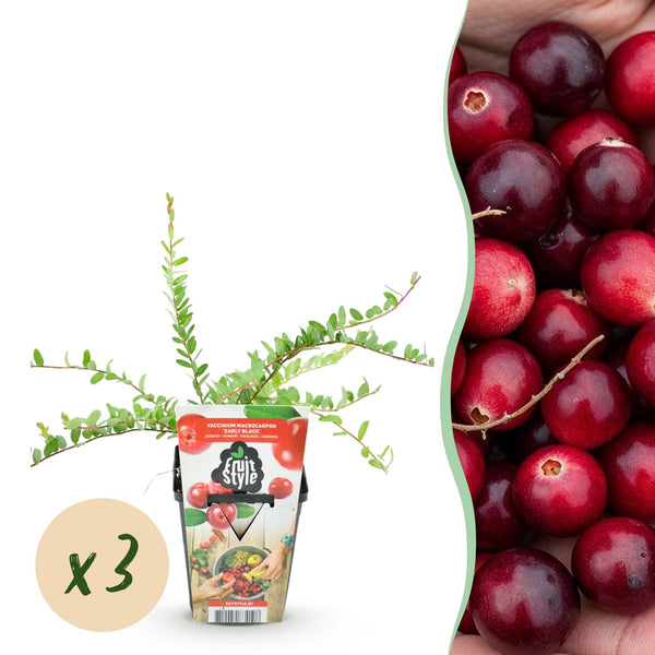 Canneberge Early Black - Vaccinium macrocarpon - 3 plants