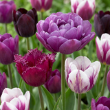 Tulipe Blueberry en mélange - 96 bulbes