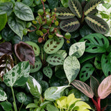 Box surprise baby plantes tropicales - lot de 12 mini plantes