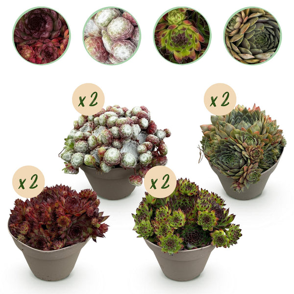 Joubarbe Big Sam - 8 plants
