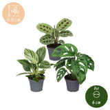 Baby plantes surprise - lot de 3 mini plantes tropicales