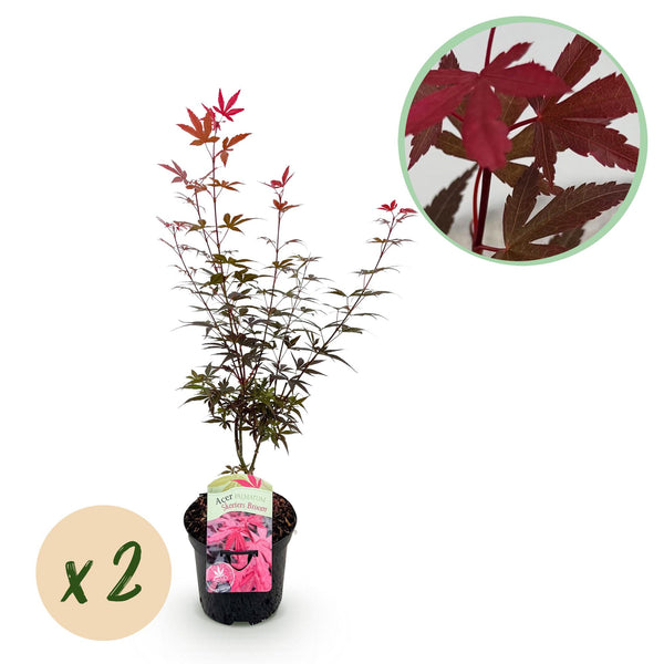 Érables du Japon Skeeter's Broom - 2 plants