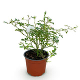 Rosier White Fairy - Rosier polyantha blanc - H 20-25 cm, pot Ø12 cm - photo 2