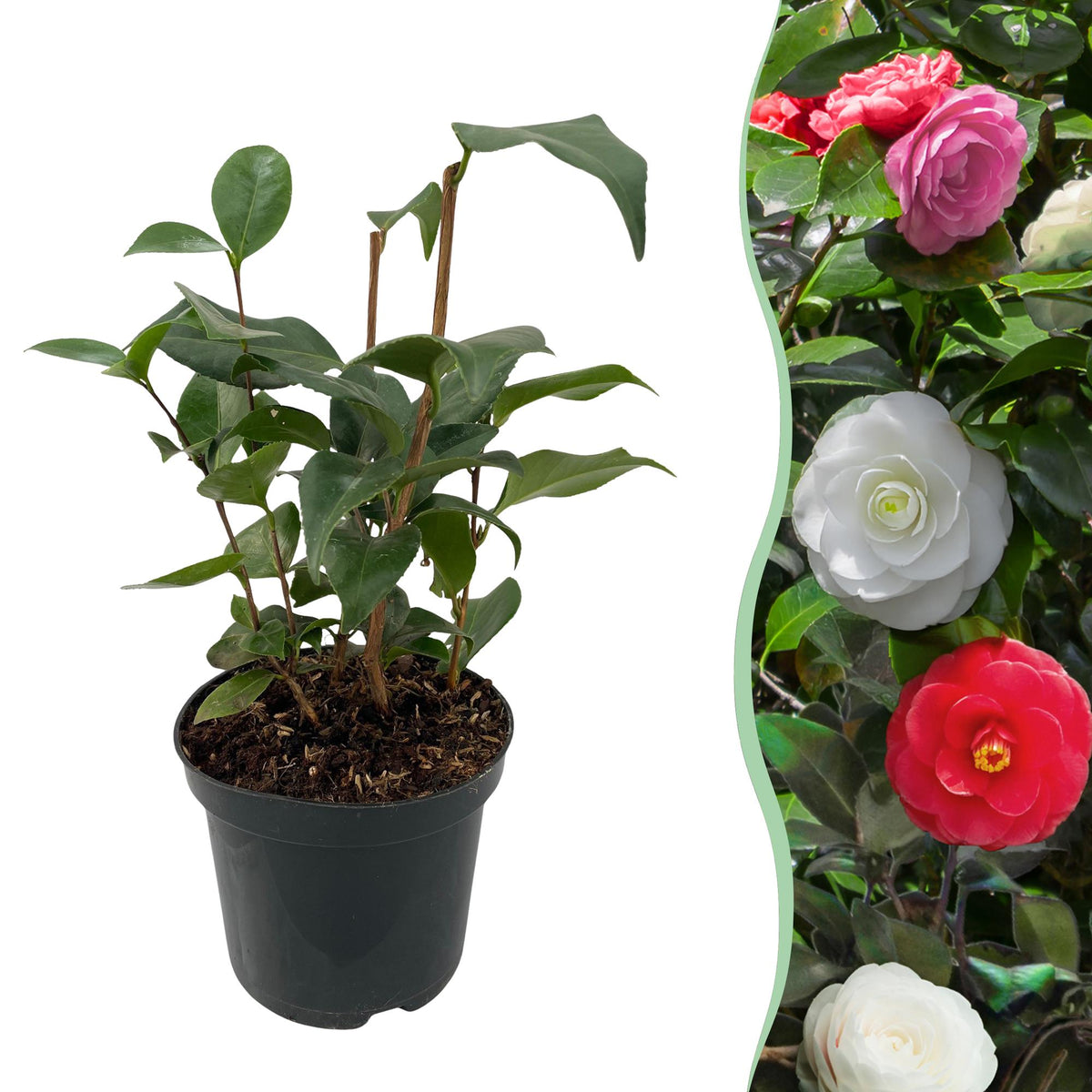 Camélia du Japon Tricolor - Camellia japonica