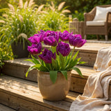 Tulipe double lilas - calibre 11/12
