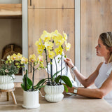 Orchidée Phalaenopsis orange et rose Niagara Fall Sunny Bunny avec cache-pot Horizon jaune