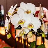 Orchidées Phalaenopsis blanches Niagara Fall en coupe Oyster - bouquet de 3 - H 50 cm, pots Ø12 cm