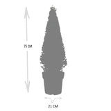 Houx du Japon en pyramide - Ilex crenata - H 55 cm, pot Ø21 cm