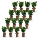 Kit haie Fusain du Japon Green Spire - H 20-25 cm, pot Ø9 cm
