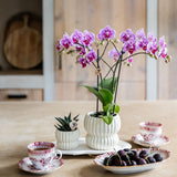 Orchidée Phalaenopsis rose et violette Diamond El Salvador avec cache-pot Horizon blanc - H 40 cm, pot Ø9 cm