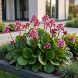 Bergénia - Bergenia cordifolia - H 15-25 cm, pot Ø11 cm - photo 6