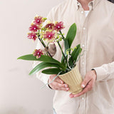 Orchidée Phalaenopsis orange et jaune Mineral Grosseto - H 33 cm, pot Ø9 cm