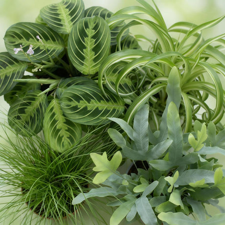 Mix plantes pet-friendly x4 – Chlorophytum, Cyperus, Phlebodium, Marantha