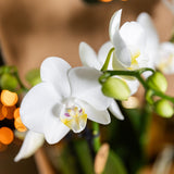 Orchidée Phalaenopsis blanche Mineral Amabilis et succulente - coffret Allure Shiny bronze