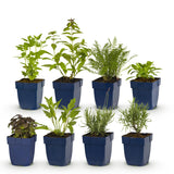 Kit de vivaces parfumées - 8 plants pour 1 m² - H 25 cm, pot Ø11 cm
