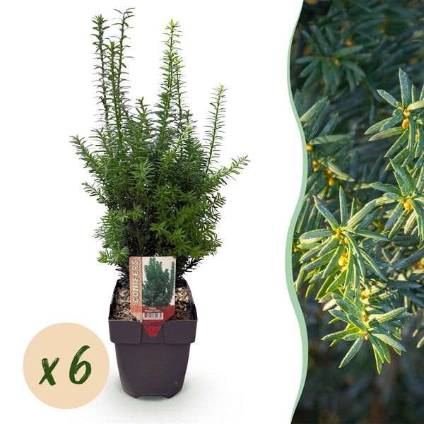 If Hillii pour haie - Taxus x media - 6 plants pour 1 m