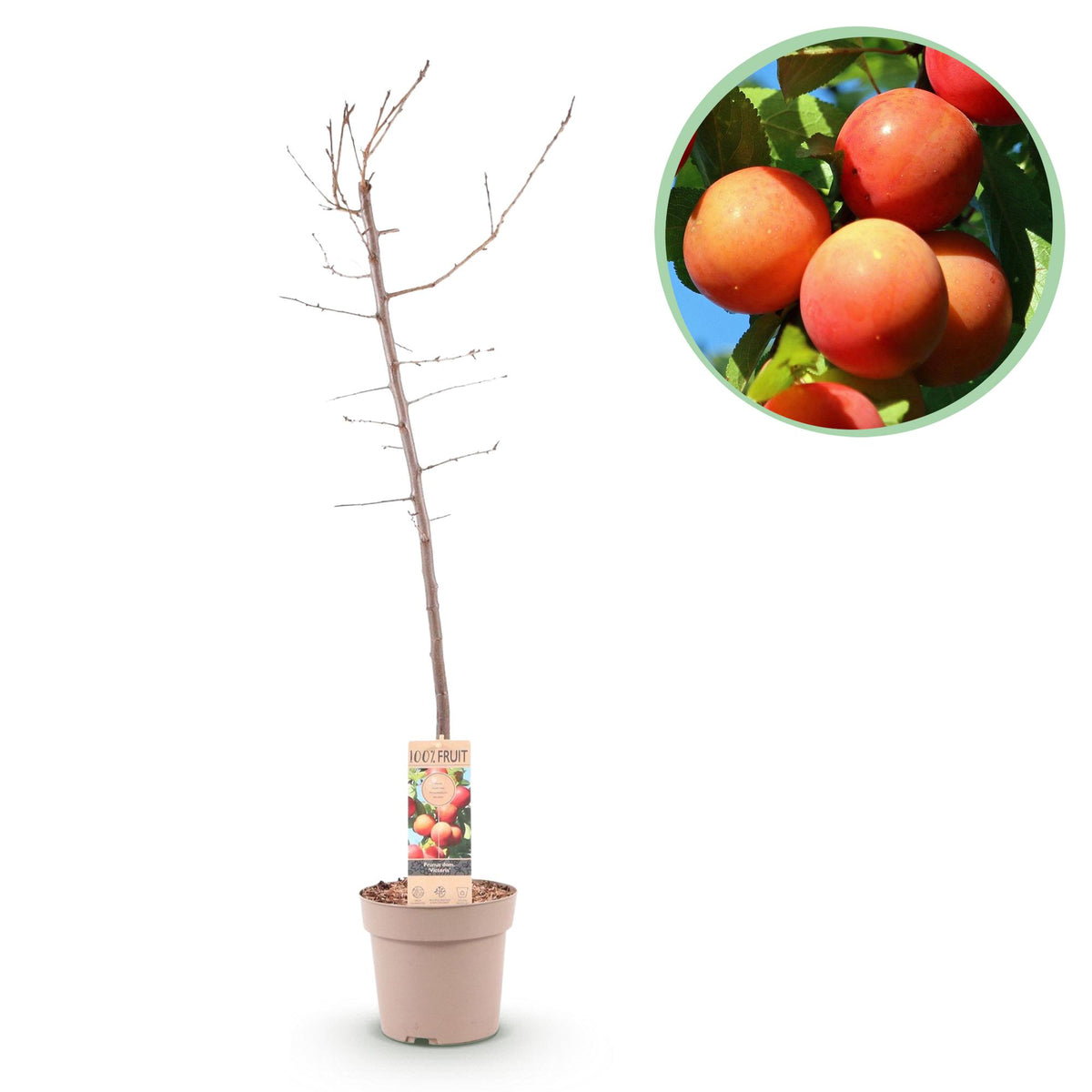 Prunier Victoria - Prunus domestica - H 90 cm, pot Ø21 cm