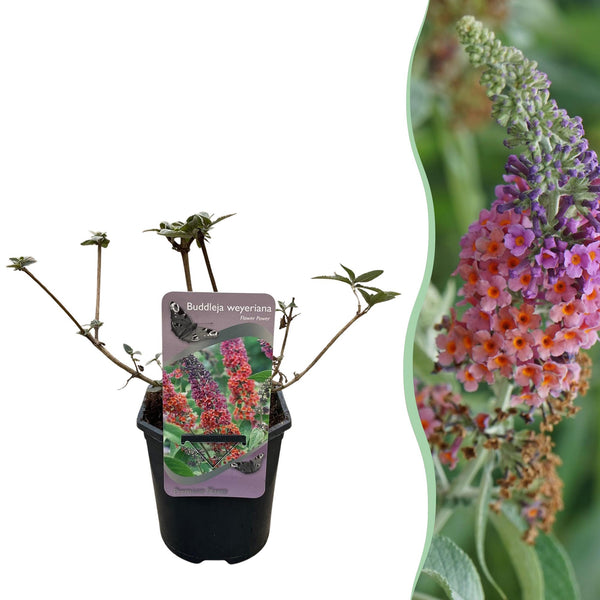 Arbre aux papillons Flower Power - Buddleja davidii
