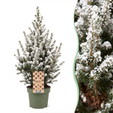 Épicéa nain Conica effet neige - Sapin de Noël vivant enneigé - photo 5