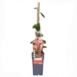 Chèvrefeuille Belgica - Lonicera periclymenum - 4 plants - H 65 cm, pot Ø15 cm