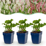 Persicaires en mélange - H 15-25 cm, pot Ø11 cm