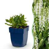 Sauge des bois Schneehügel - H 15-25 cm, pot Ø11 cm