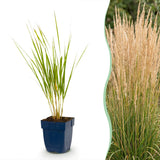 Calamagrostis Karl Foerster - Calamagrostis × acutiflora - H 15-25 cm, pot Ø11 cm