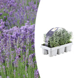 Lavande vraie en godet - 6 plants - H 15 cm, pot Ø7 cm