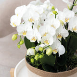Orchidées Phalaenopsis blanches Mineral Amabilis en coupe Oyster - bouquet de 3