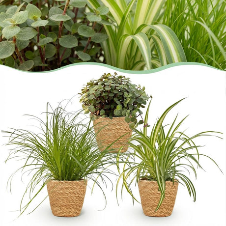 Mix plantes pet-friendly x3 – Cyperus, Callisia, Chlorophytum