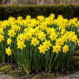 Narcisse Tête-à-Tête - calibre 10/12