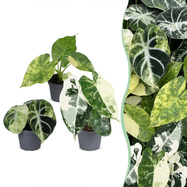 Baby Alocasia Tricolour Variegata - lot de 3 mini plantes