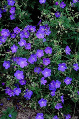 Géranium vivace Johnson's Blue en godet - Geranium hybride - H 10-25 cm, pot Ø9 cm - photo 6