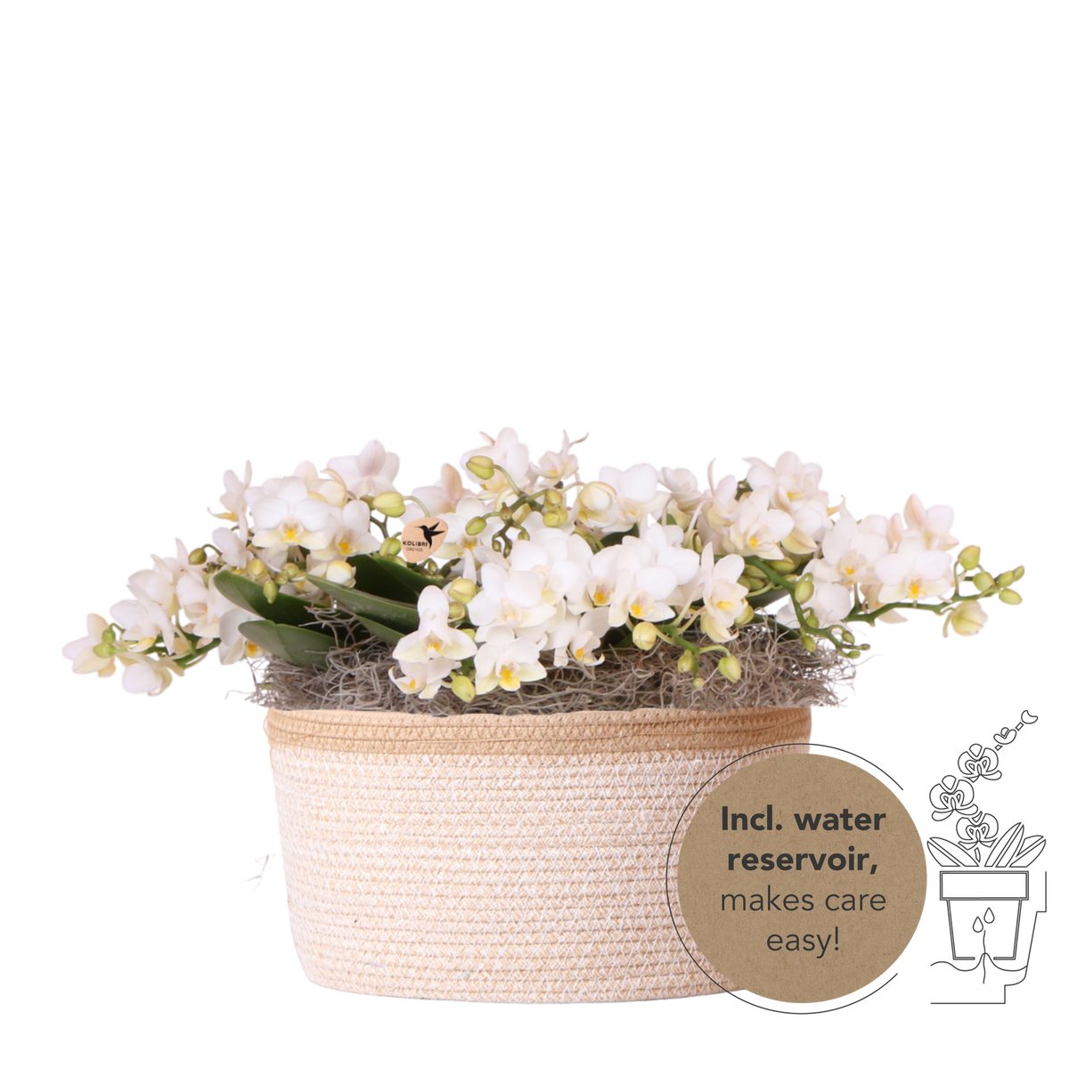 Orchidées Phalaenopsis blanches Botanic Nazare - bouquet de 3 en panier Cotton