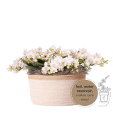 Orchidées Phalaenopsis blanches Botanic Nazare - bouquet de 3 en panier Cotton