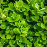 Buis commun pour haie - Buxus sempervirens - 6 plants - H 20 cm, pot Ø12 cm