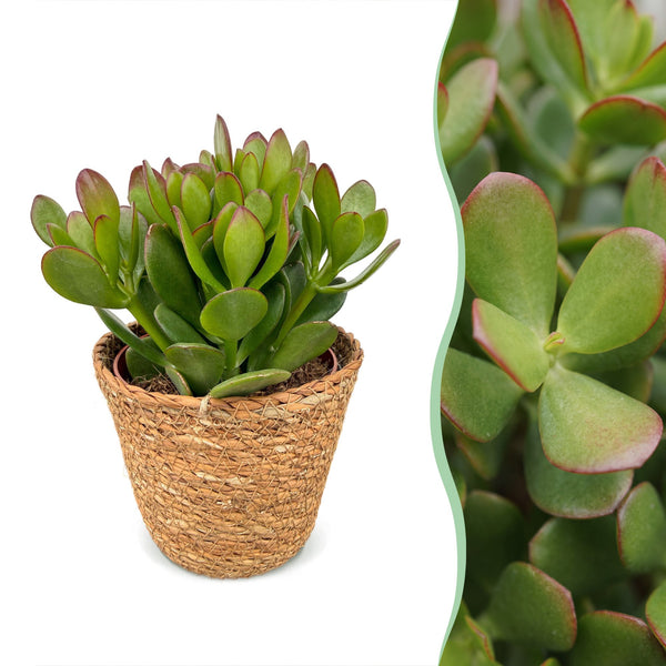 Arbre de jade avec paniers - Crassula ovata - H 16 cm, pot Ø12 cm - photo 6