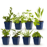 Kit de vivaces pour abeilles et papillons - 8 plants pour 1 m² - H 25 cm, pot Ø11 cm