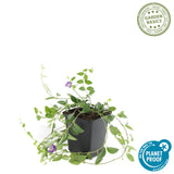 Petite pervenche Atropurpurea en godet - Vinca minor - H 10-25 cm, pot Ø9 cm - photo 4