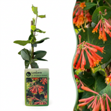 Chèvrefeuille Dropmore Scarlet - Lonicera × brownii - H 35 cm, pot Ø9 cm